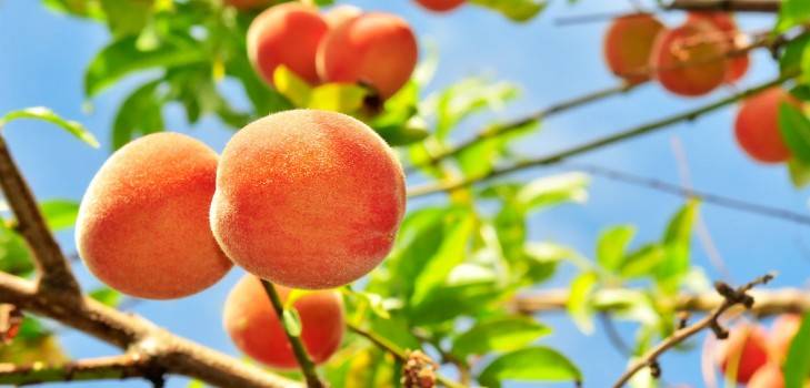 Сорта персика и нектарина для подмосковья - 20 самых лучших, сладких, крупных, вкусных персиков и нектаринов, колоновидные, самоплодные