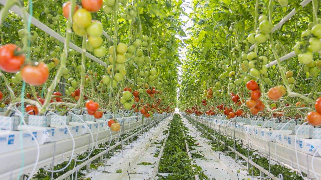 Голландская технология выращивания томатов - рекомендации по уходу