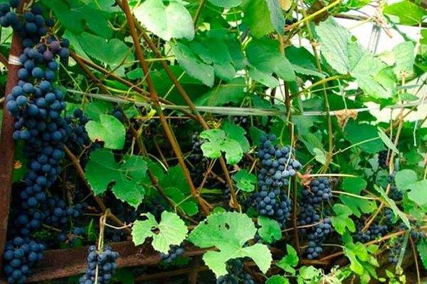 Методология выращивания виноградной лозы сорта зилга