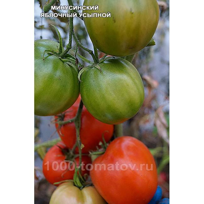 Минусинские помидоры: описание сорта, отзывы, фото, урожайность – все о томатах. выращивание томатов. сорта и рассада.