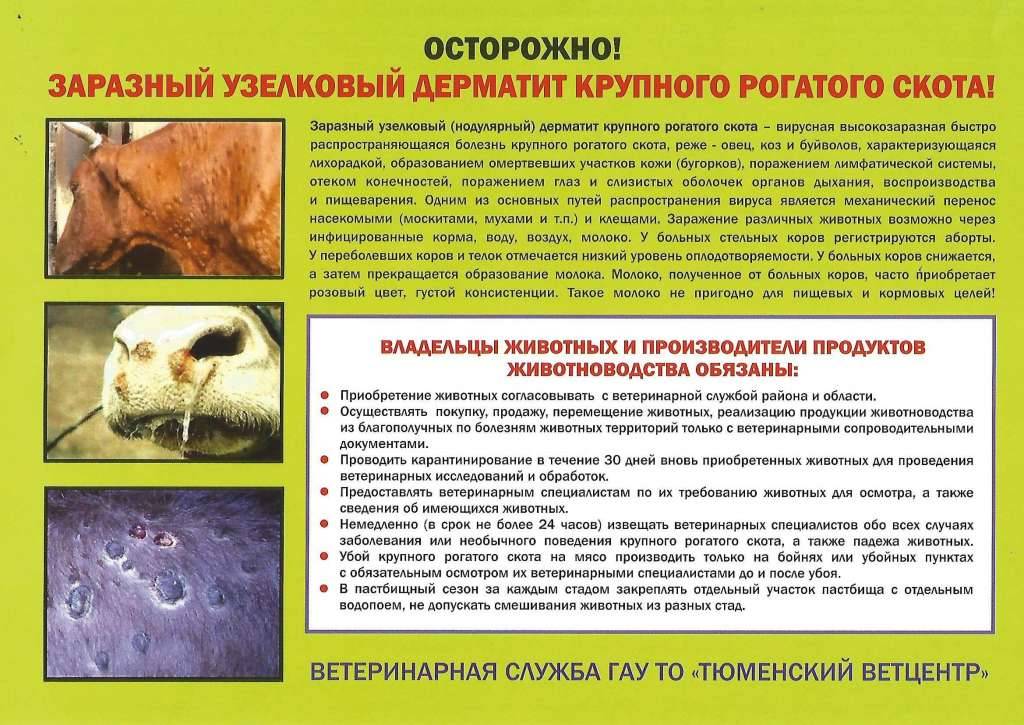 Лептоспироз. санитарные правила сп 3.1.091-96. ветеринарные правила вп 13.3.1310-96"