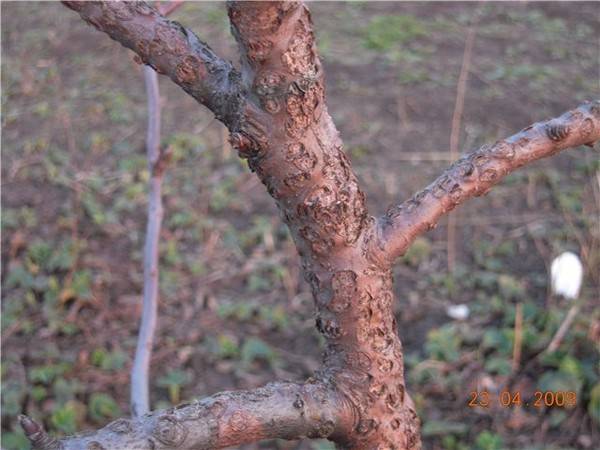Как избавиться от поросли сливы, вишни, осины, облепихи, деревьев и кустарников на участке | cl-forest.ru