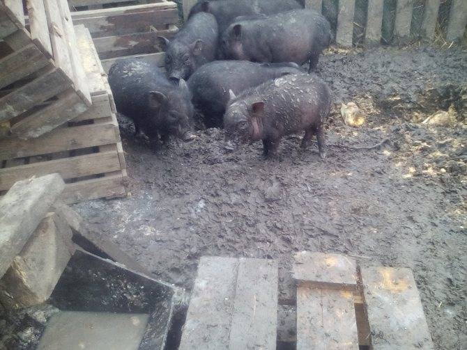 Выгодно ли разводить вьетнамских вислобрюхих свиней