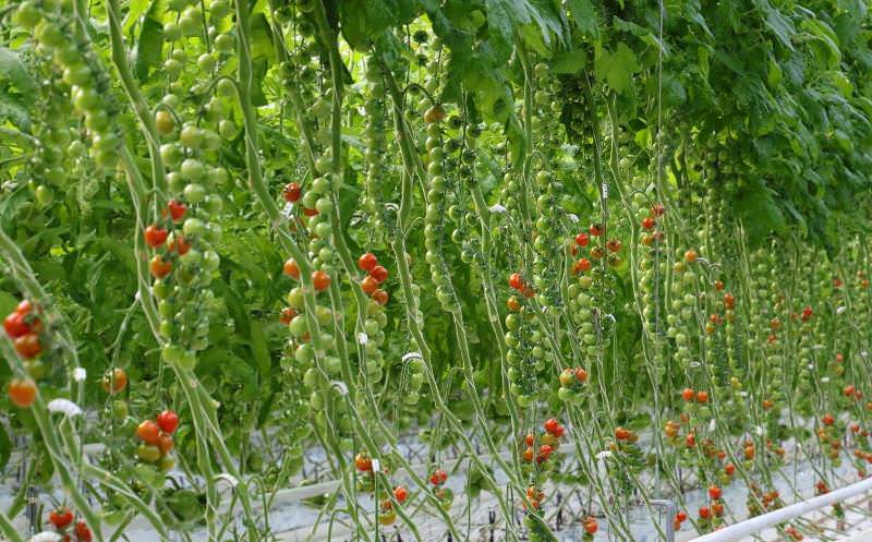 Характеристика и описание сорта помидоров Рапунцель, его урожайность