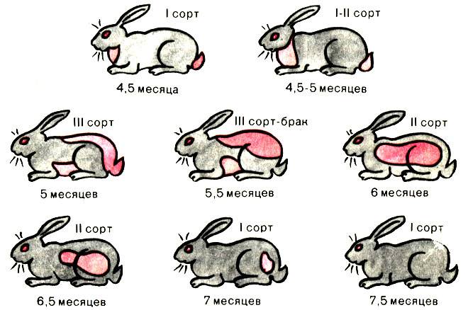 Чем заяц отличается от кролика, сравнение видов и возможно ли скрещивание