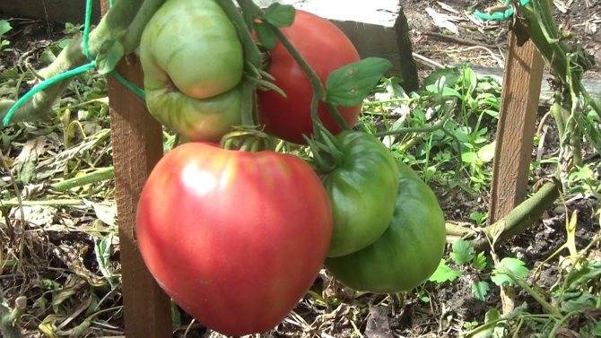 Характеристика и описание сорта томата иришка, его урожайность