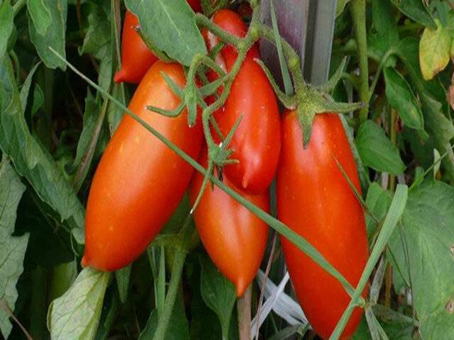 Описание сорта томата русские купола, особенности выращивания и ухода