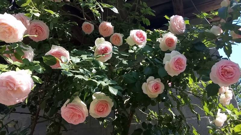 Роза пьер де ронсар, описание, особенности сорта и правильный уход