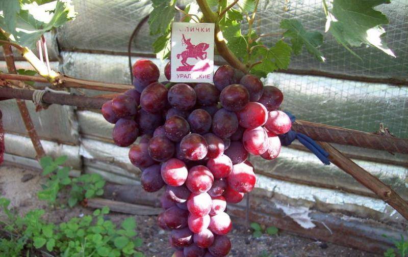 Сорт винограда заря несветая описание и характеристика с фото