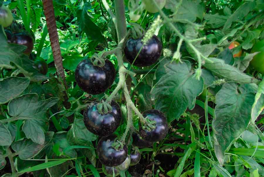 Томат черная гроздь f1: характеристика и описание гибридного сорта с фото