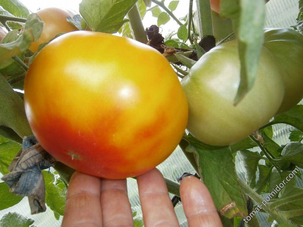 Томат грейпфрут: описание сорта, отзывы, фото | tomatland.ru