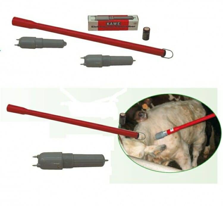 Электрошокер для забоя свиней, как убить свинью током (фото)