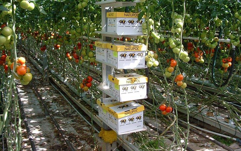 Голландская технология выращивания томатов - супер повар