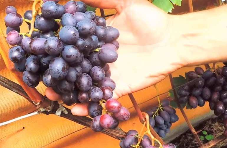 Лучшие сорта винограда для выращивания в беларуси с описанием, характеристикой и отзывами