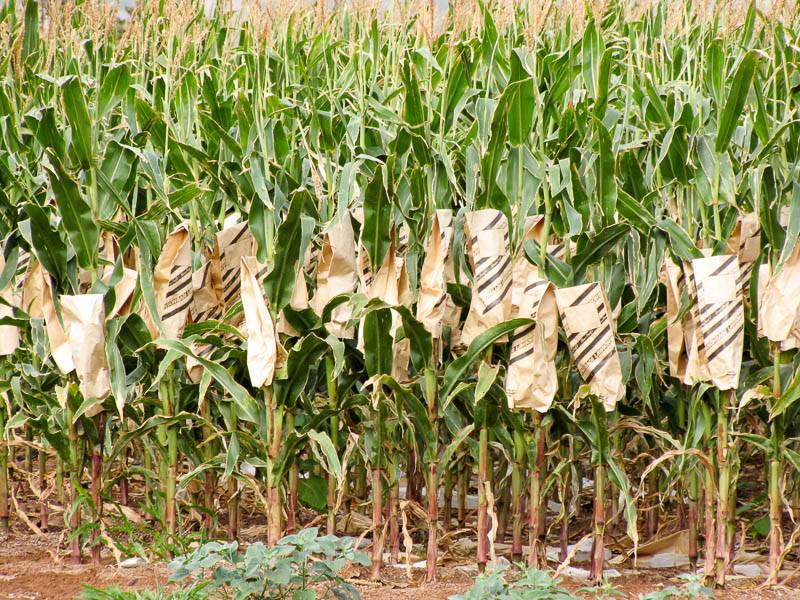 Выращивание кукурузы – посадка и уход в открытом грунте на даче, технология возделывания, норма высева, удобрения, видео