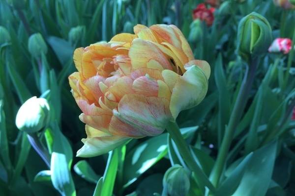 Тюльпаны махровые: сорта с описанием и фото, нюансы агротехники