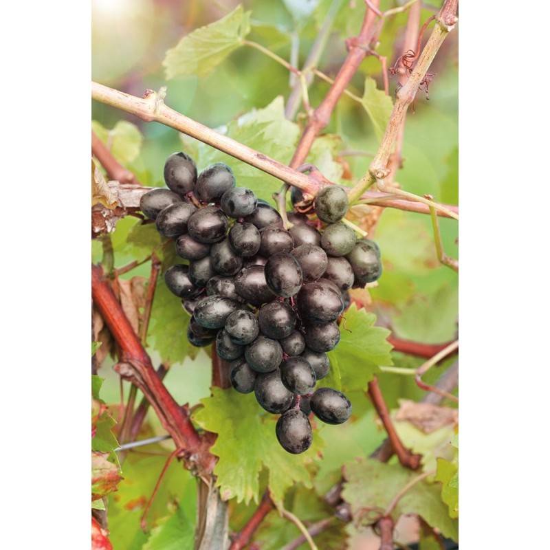 Характеристика сорта винограда «чарли»: описание, фото и отзывы о нем