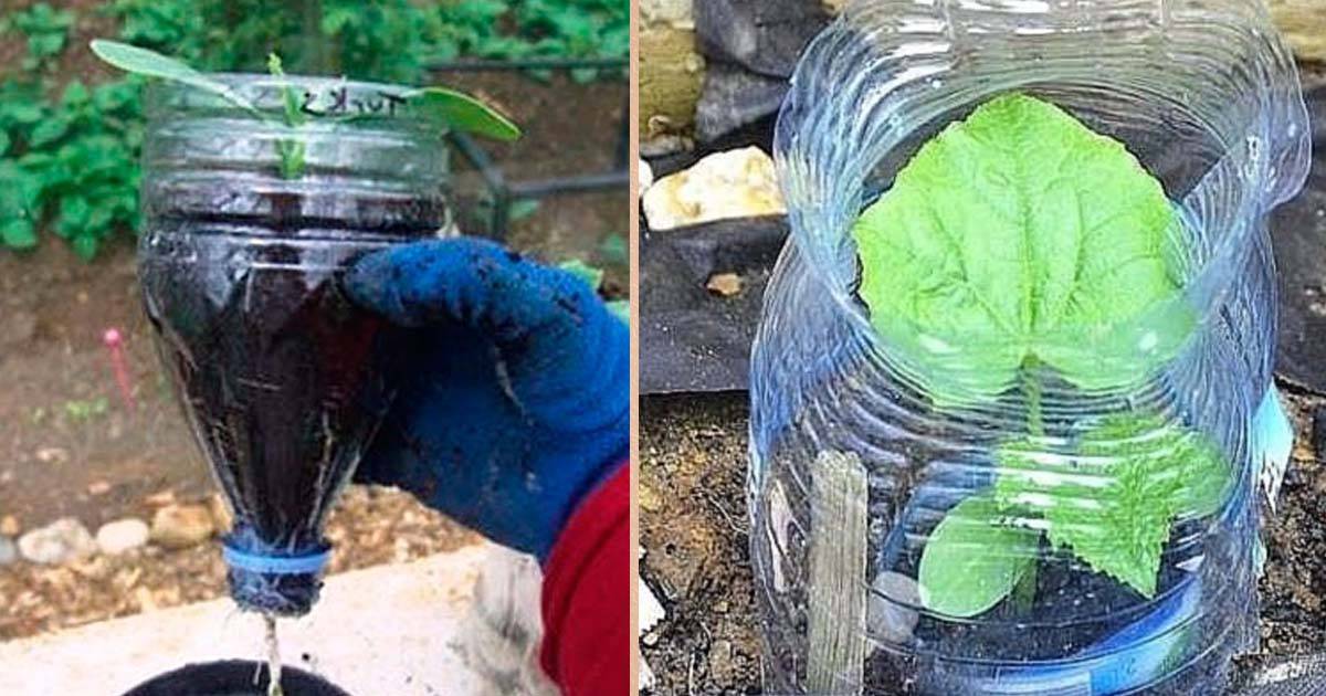 Как выращивать огурцы в 5 литровых пластмассовых бутылках: посадка и уход, фото