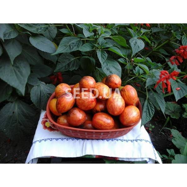 Особенности сорта томатов Гном бой с тенью