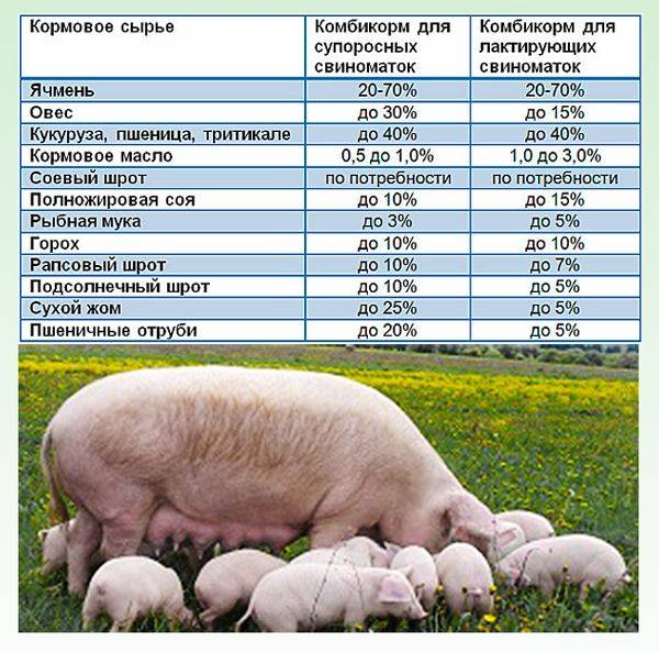 Комбикорм для свиней: состав, виды, производство в домашних условиях