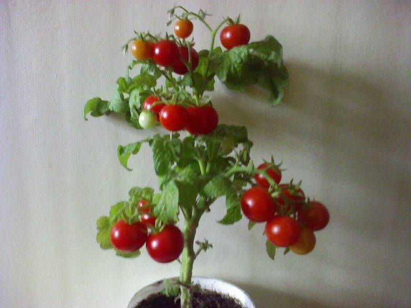 Как выращивать томаты черри на подоконнике, чтобы собрать урожай к новому году