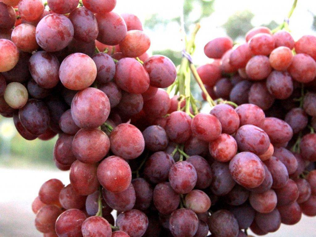 Виноград рубиновый юбилей: описание сорта, фото, уход и выращивание
