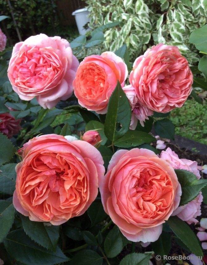 ✅ парковая роза чиппендейл: описание сорта, уход - сад62.рф