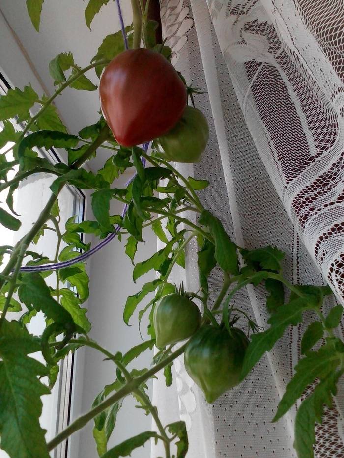 Помидоры для ленивых ленивый способ выращивания помидор опробованный годами с видео