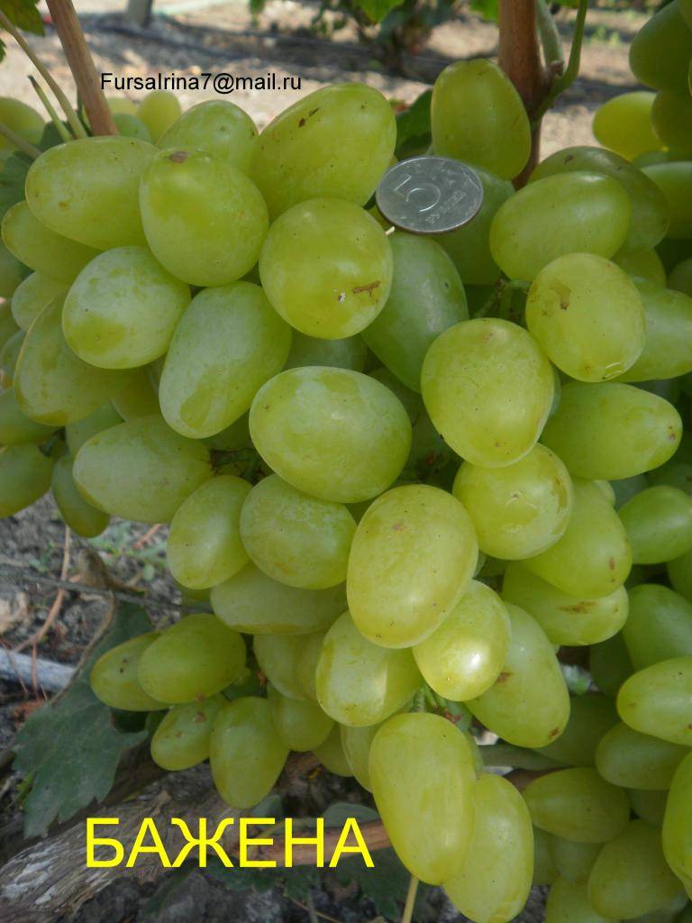 Виноград бажена: описание сорта, его характеристики и особенности, фото selo.guru — интернет портал о сельском хозяйстве