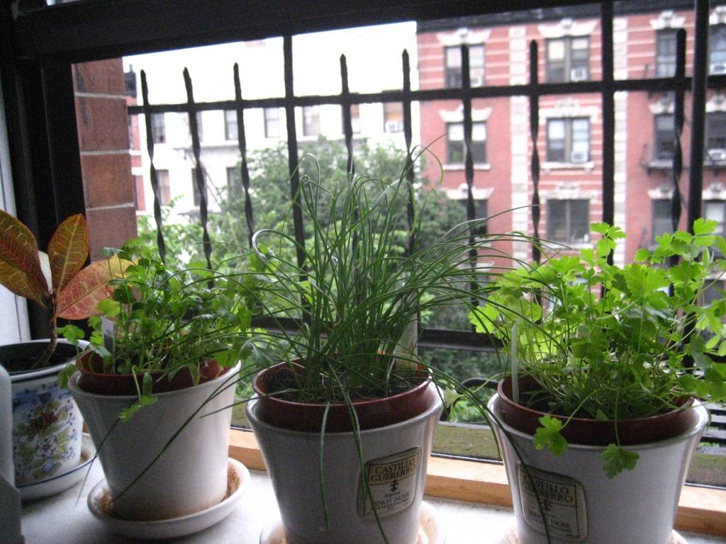 Как правильно выращивать розмарин в квартире при помощи семян или веточек