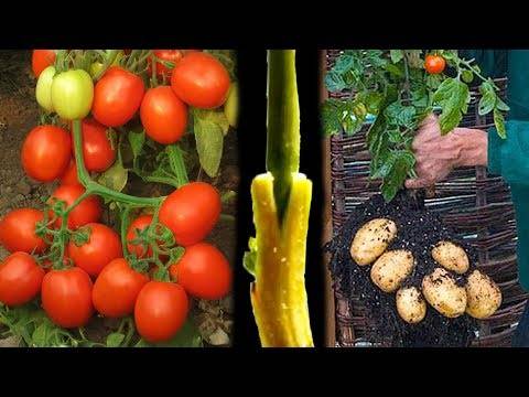 Лучшие сорта высокорослых помидоров для открытого грунта и особенности выращивания