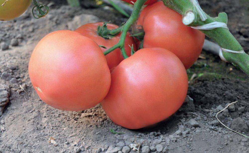 Томат «гордость сибири». описание сорта: характеристика урожайности и агротехника посадки, ухода и выращивания помидора (фото)