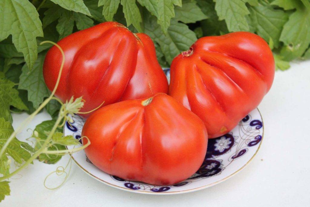 В бгсха создали сорт томата, который не боится фитофтороза и плодоносит до октября
