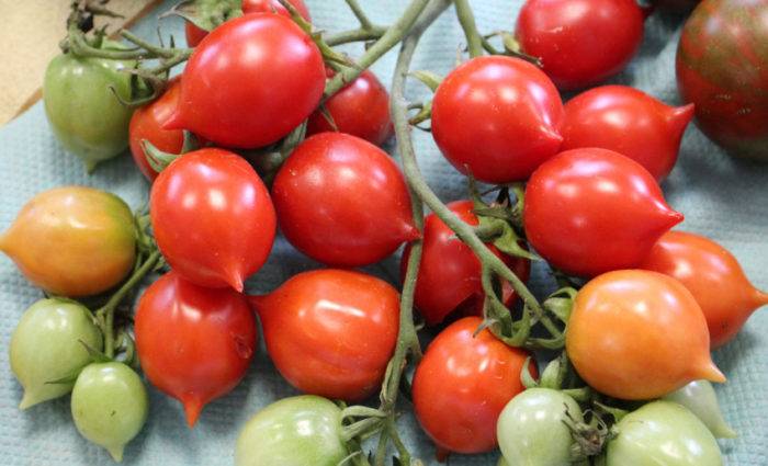 Описание сорта и отзывы о томатах «поцелуй герани», характеристики и правила выращивания