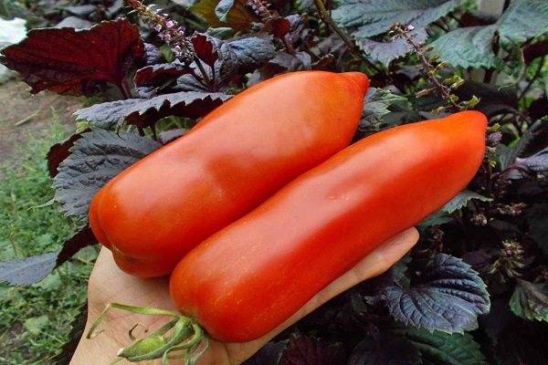 Томат дядя степа: характеристика и описание сорта, отзывы об урожайности помидоров, фото куста