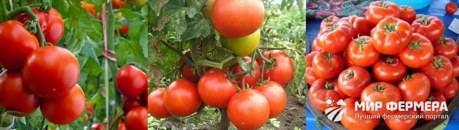 Оптимальные томаты «джина тст»: выращивание, характеристики, описание сорта