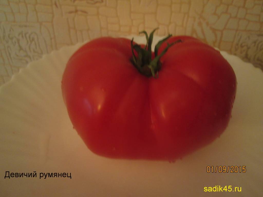 Томат северный румянец: характеристика и описание сорта, отзывы об урожайности, видео и фото помидоров