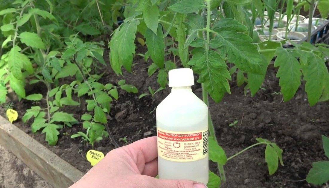 Обработка семян томатов перекисью водорода