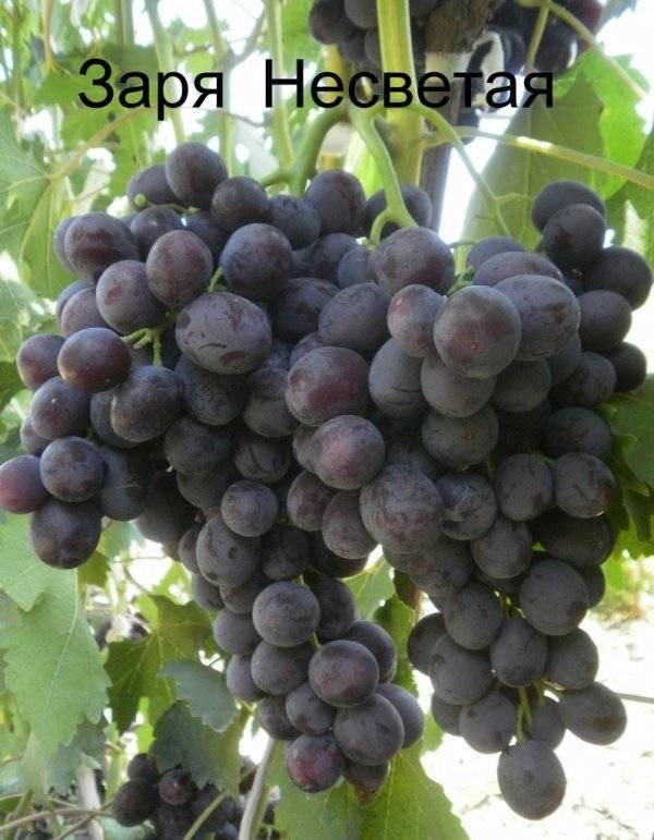 Ранний гибрид с мускатным ароматом и клубничным вкусом — виноград заря несветая, описание сорта фото