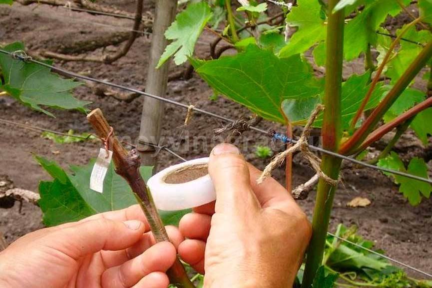 Как развести и рассадить виноград у себя на участке