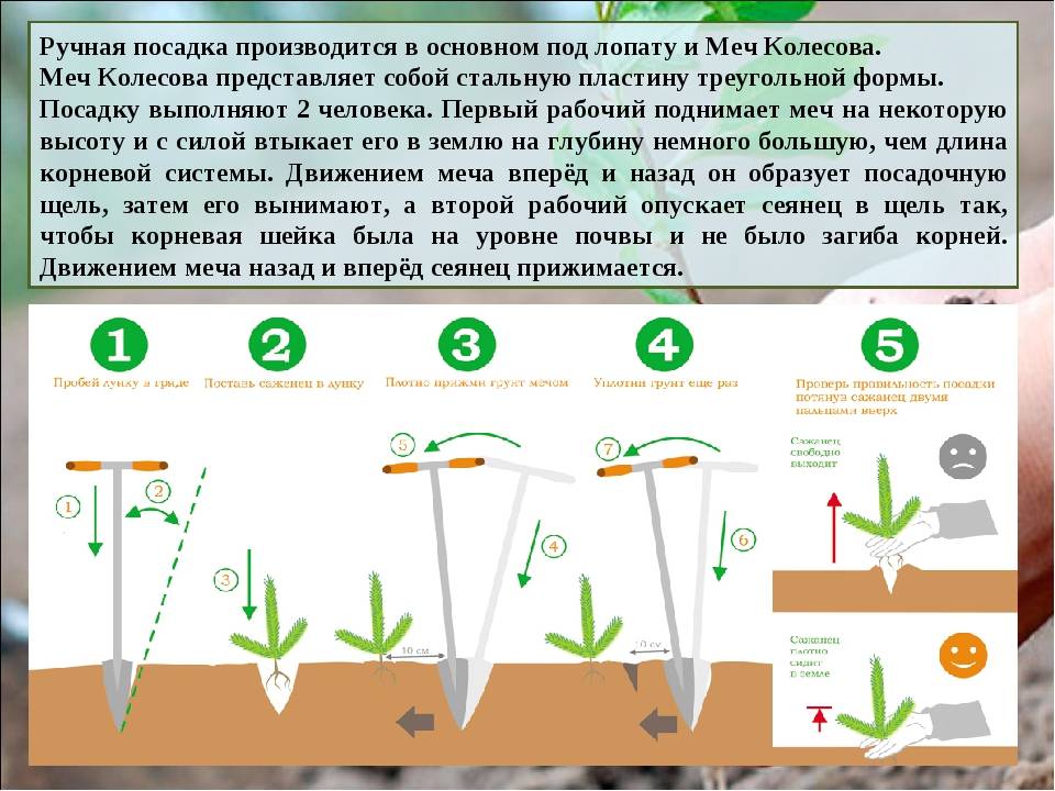 Нарциссы посадка и уход: особенности выращивания и агротехника
