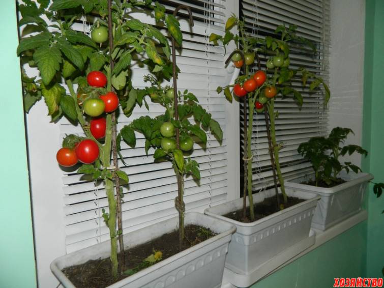 Как вырастить помидоры в домашних условиях: пошаговая инструкция, особенности ухода