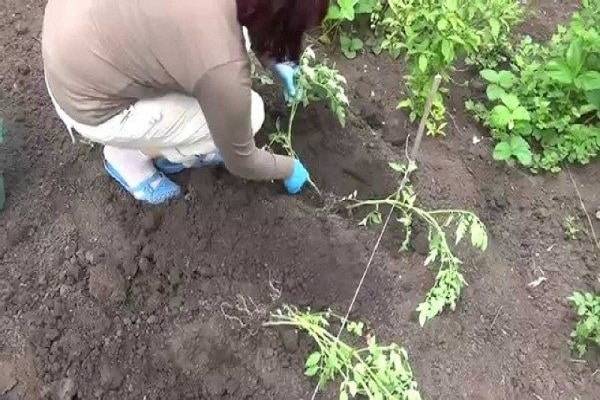 Китайский способ выращивания рассады томатов - идеи для жизни