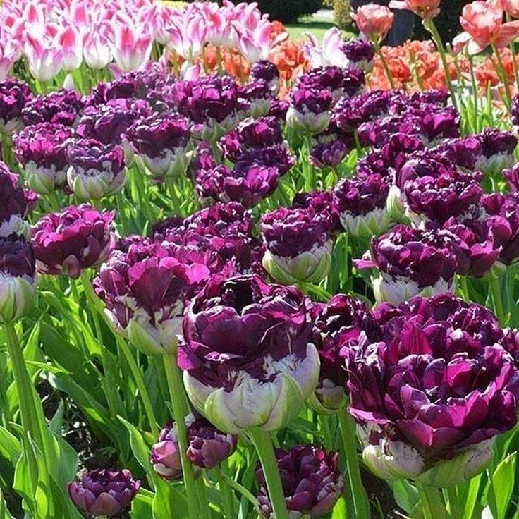 Ботанические тюльпаны посадка и уход. ботанические тюльпаны для вашего сада