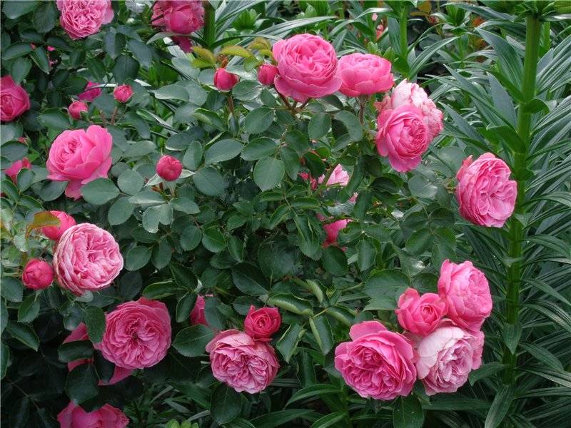 Роза леонардо да винчи: описание сорта, выращивание и уход, применение в дизайне