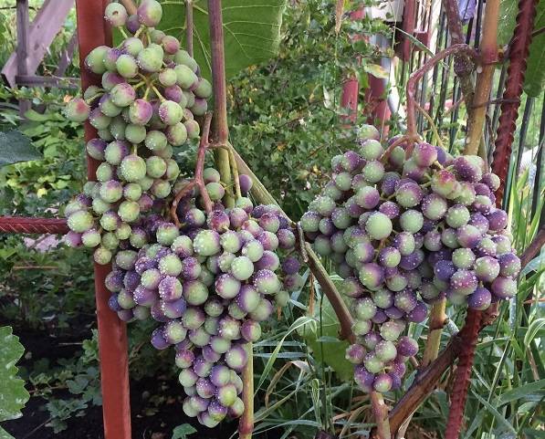 Виноград «зилга» — сверхранний морозостойкий сорт винограда