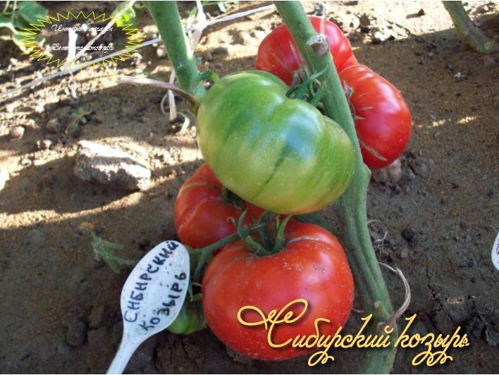 Описание высокоурожайного томата козырь и отзывы потребителей