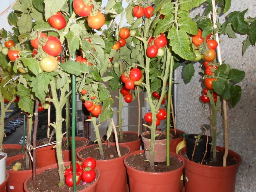 Как правильно выращивать помидоры дома на подоконнике: как посадить комнатные томаты в квартире, и условия получения большого урожая круглый год, сорта черри и иные