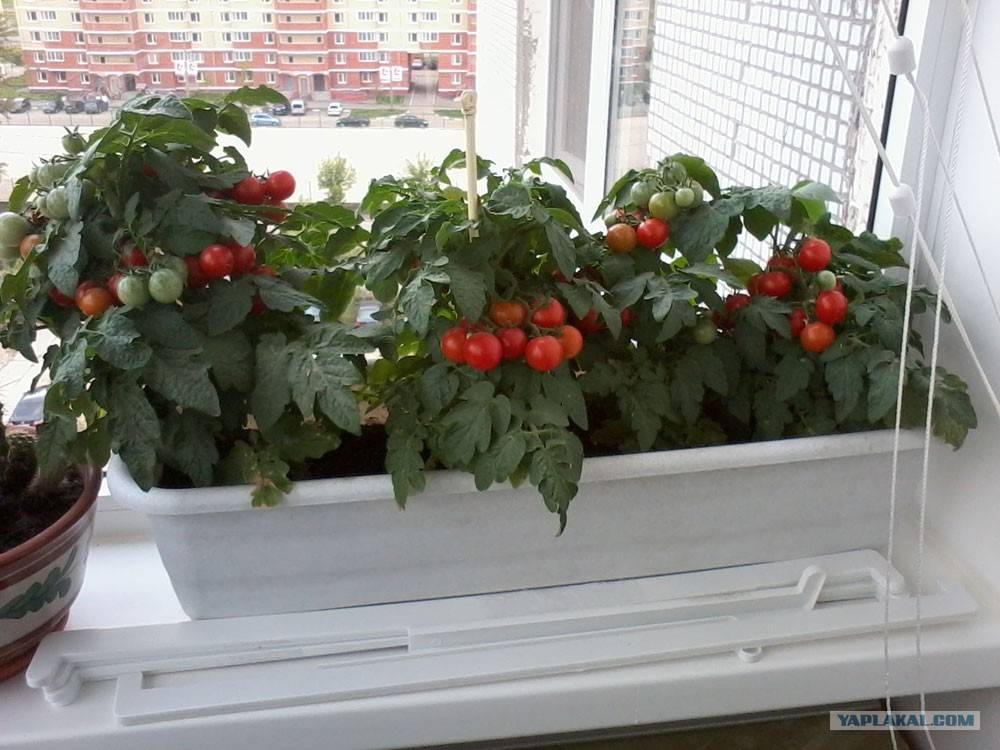 Как вырастить помидоры черри на подоконнике в домашних условиях