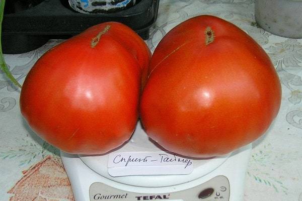Характеристика томата спринт таймер и правила выращивания сорта рассадным способом